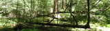 Horizontal tree at Muir Woods