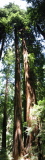 Tree at Muir Woods