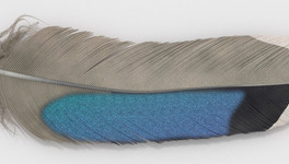 mallard feather